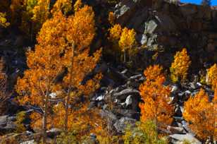 Aspens along Bishop Creek-6164